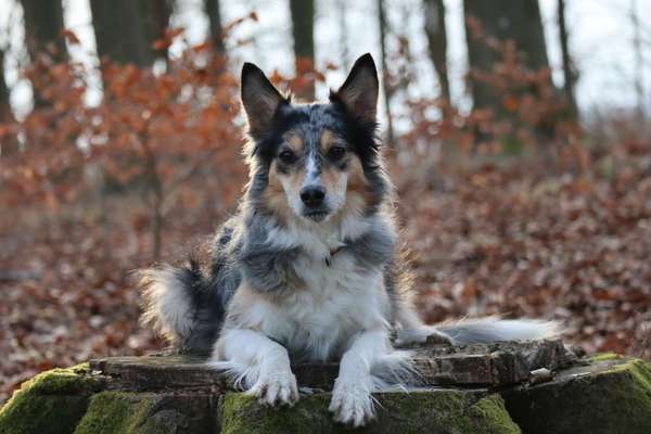 Die Dogorama Kalender Challenge Teil 3/4-Beitrag-Bild