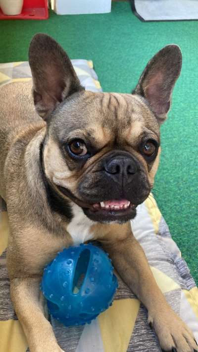 Französische Bulldoggen-Beitrag-Bild