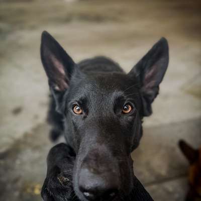 Hundetreffen-Social Walk. 🐾-Bild