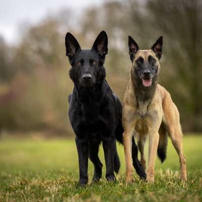 Hundetreffen-WhatsApp Gruppe - Aerzener Hundetreff. 🤍✨-Bild
