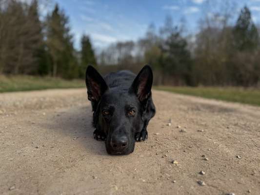 Hundetreffen-Hunde - Mensch Teams. Social Walk-Bild