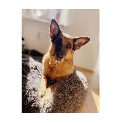 Fotochallenge Nr. 56 - geliebte Senioren-Beitrag-Bild