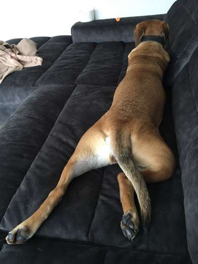 Challenge Nr 14
Eure Fellnasen auf ihrem Lieblingsplatz-Beitrag-Bild