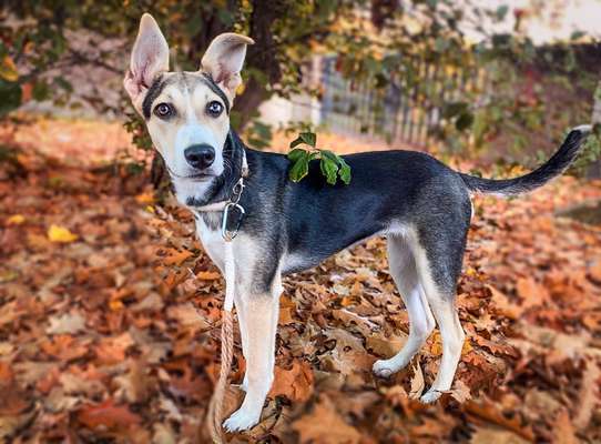 Seltene Rassen!-Beitrag-Bild