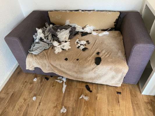 Zeig mir, dass du mit einem hund zusammenlebst....-Beitrag-Bild