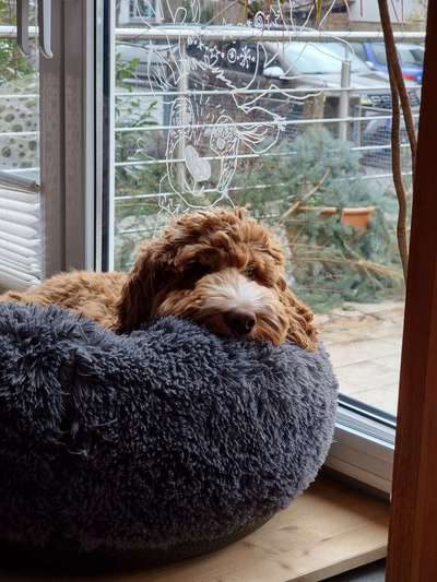 Cockerpoo (Englischer Cockerspaniel +Pudel)-Beitrag-Bild