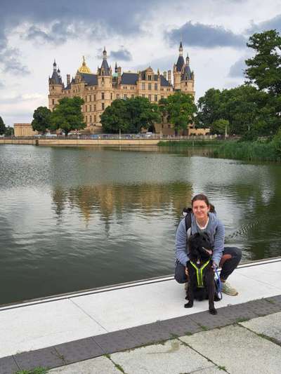 Hundetreffen-Gemeinsames Spazieren Gehen-Bild