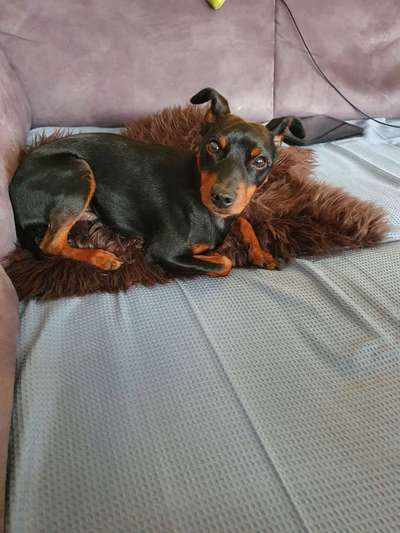 Liebhaber des Deutschen Pinscher gesucht.-Beitrag-Bild