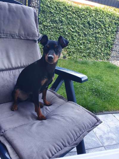 Liebhaber des Deutschen Pinscher gesucht.-Beitrag-Bild
