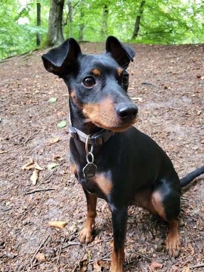 Liebhaber des Deutschen Pinscher gesucht.-Beitrag-Bild