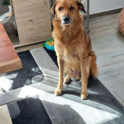 Hundetreffen-Gassi treffen-Bild