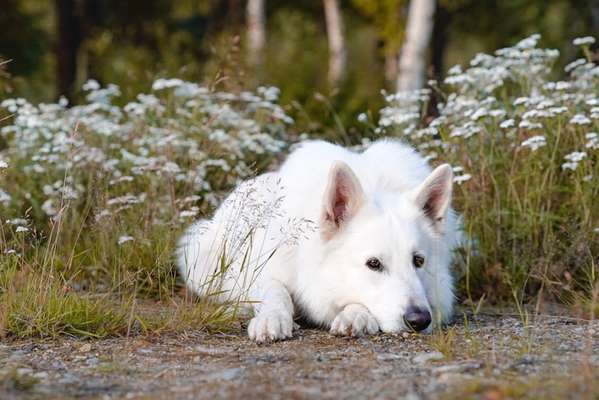 Hundetreffen-Gemeinsames Training-Bild