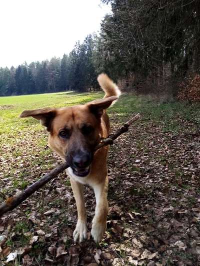 Welche Hunderasse-Beitrag-Bild