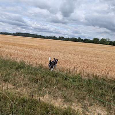 Hundetreffen-Gassi Runde-Bild