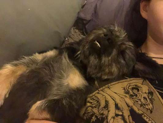 Lustigsten Grimassen von euren Hunden-Beitrag-Bild