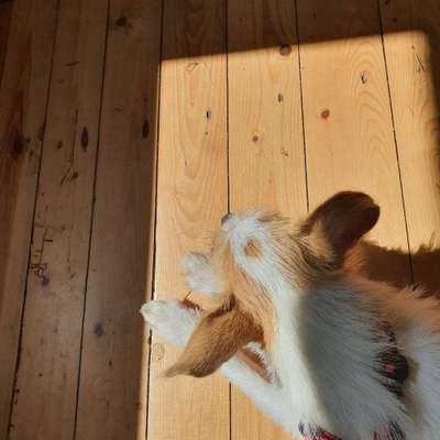 Hundetreffen-Gassi Runde in Röhrsdorf/Borthen-Bild