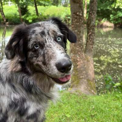 Hundetreffen-Rüden für kontrolliertes Spielen gesucht-Bild