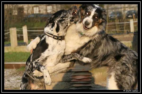 Immer mehr verhaltenauffällige Hunde-Beitrag-Bild