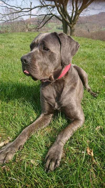 Dogorama Photo Challenge - Der Frühling kommt-Beitrag-Bild