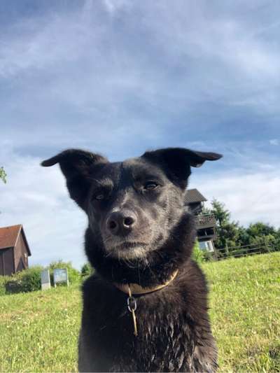 Hundetreffen-Gassirunde-Bild