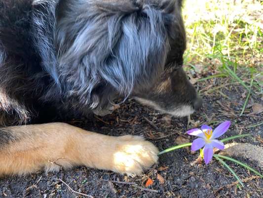 Zeigt mal die schönsten Bilder von euren Hunden !-Beitrag-Bild