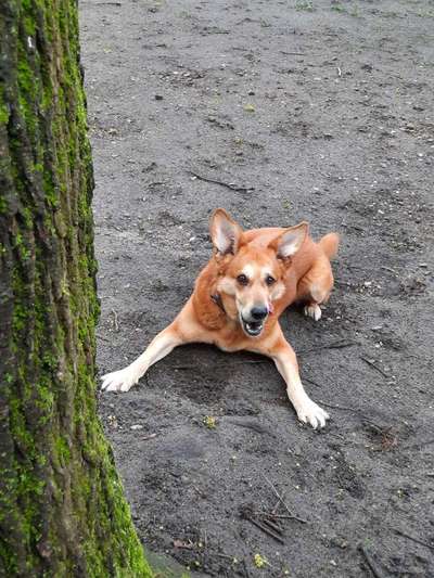 Hundetreffen-Sozialisierungsdates-Bild