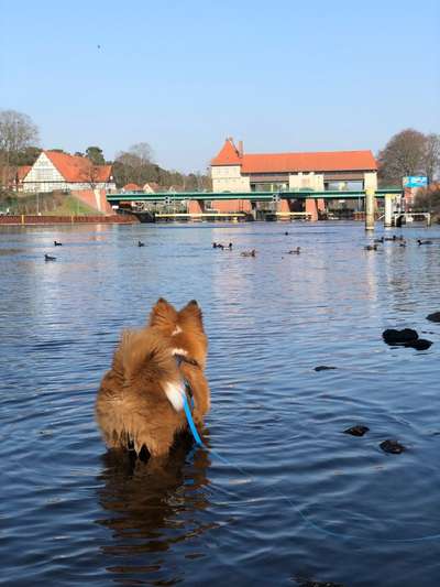 Hundetreffen-Wo sind die Elo-Nachbarn?-Bild