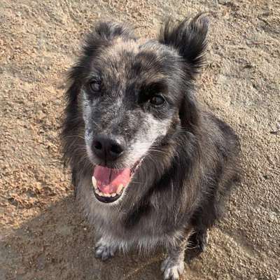 Hundetreffen-Hunderunde mit Kinderwagen-Bild