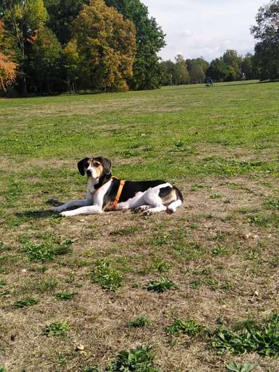 TierschutzhundeStammtisch🐕-Beitrag-Bild