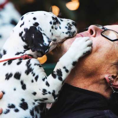 %{de_profession_title}-HonestDog Mitgliedschaft-Bild