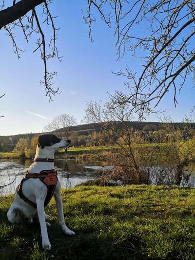 Hund aus dem Spanischen Tierschutz-Beitrag-Bild