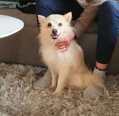 Auslandstierschutz-Beitrag-Bild