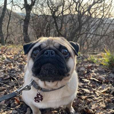 Hundetreffen-Freunde gesucht in Türnich-Bild