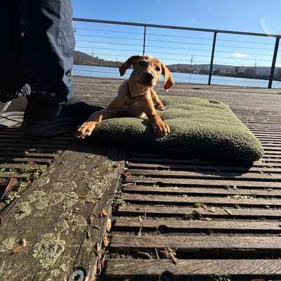 Hundetreffen-Ältere Hündin für Training gesucht