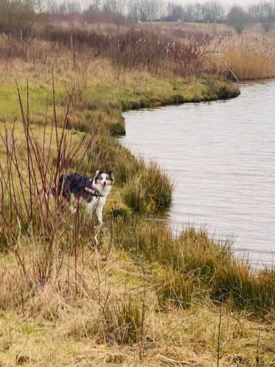 Hundeauslaufgebiet-Bergwerksee Reichelsheim-Bild