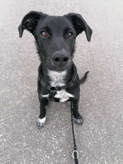 Hund aus dem Spanischen Tierschutz-Beitrag-Bild