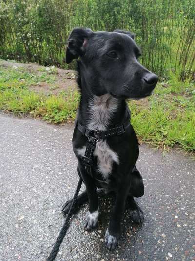 Hundetreffen-Kleine Gassirunde für Welpen in Brüggen-Bild