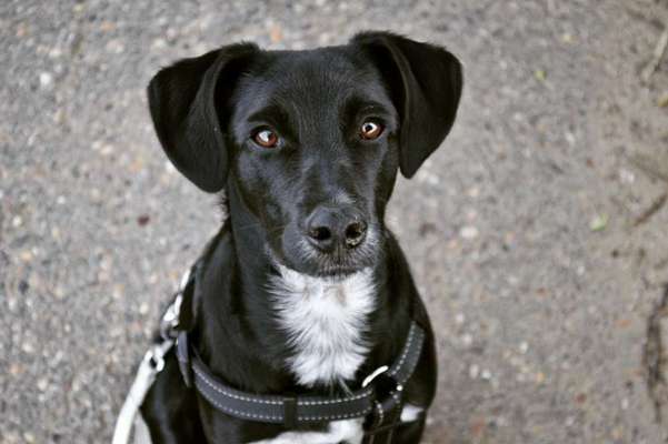 Podenco-Mix in NRW-Beitrag-Bild