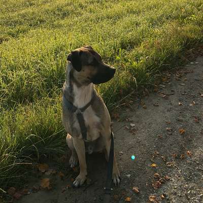 Hundetreffen-Suchen Spiel-/ Trainingsgefährten für Louie-Bild