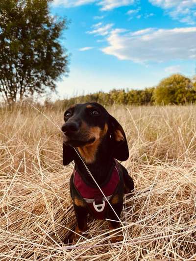 TierschutzhundeStammtisch🐕-Beitrag-Bild