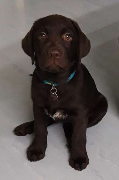 Labradorfans-Beitrag-Bild