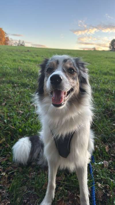Hundetreffen-Border Collie/ Australien Sheppard treffen-Bild
