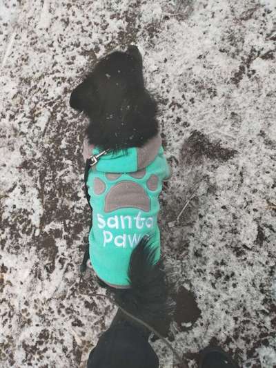 Wo sind die Chihuahua Besitzer ?-Beitrag-Bild