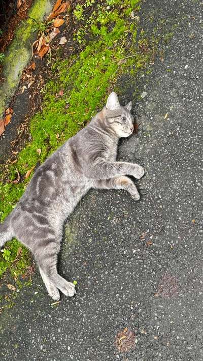 Giftköder-Tote Katze-Bild