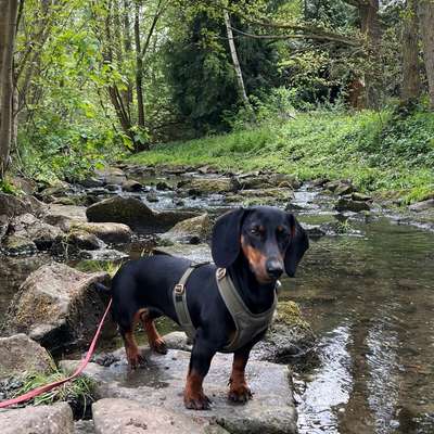Hundetreffen-Kleine Gassirunden mit Junghund :)