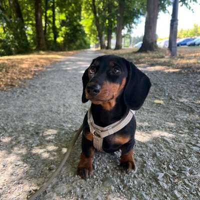 Hundetreffen-Kleine Gassirunden mit Junghund :)