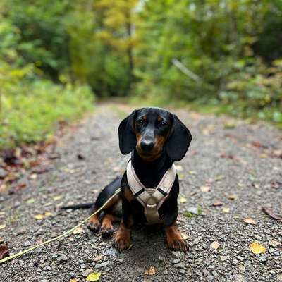 Hundetreffen-Kleine Gassirunden mit Junghund :)