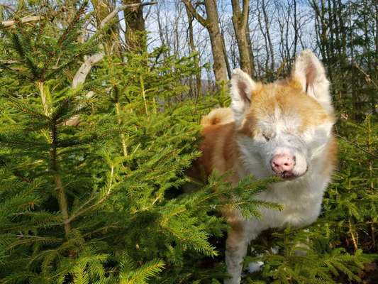 Unsere Fellnasen im Regenbogenland-Beitrag-Bild