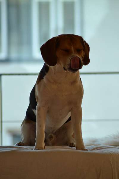 Fotochallenge Nr. 59 - Mein Hund zeigt die Zunge-Beitrag-Bild