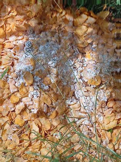 Giftköder-Cornflakes mit weißem Pulver-Bild